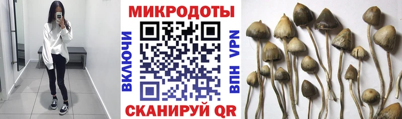 kraken сайт  Сураж  Галлюциногенные грибы Psilocybe 